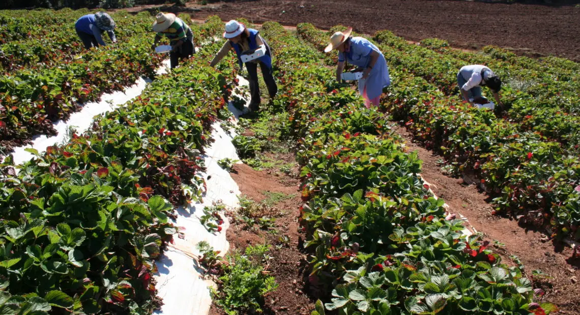 frutillas-1140×620.jpg